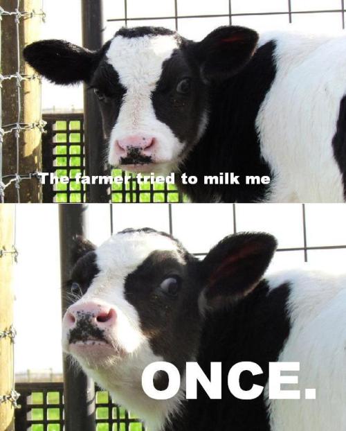 cow gif